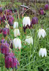 1fritillaria