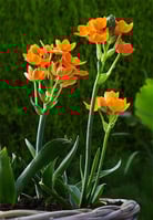 1ornithogalum