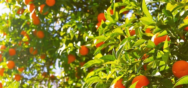 appelsintre.jpg