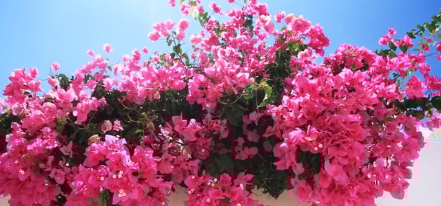 bouganvilla.jpg