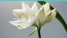 blomst.jpg