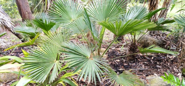 palm.jpg