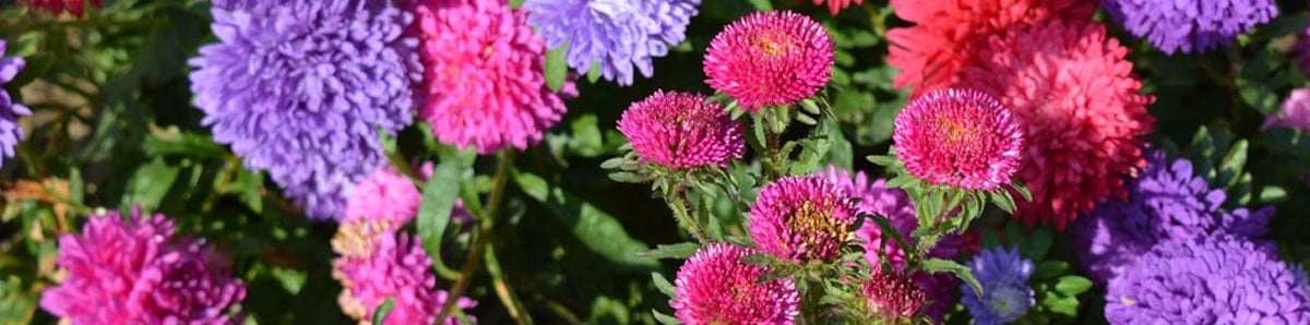 Asters