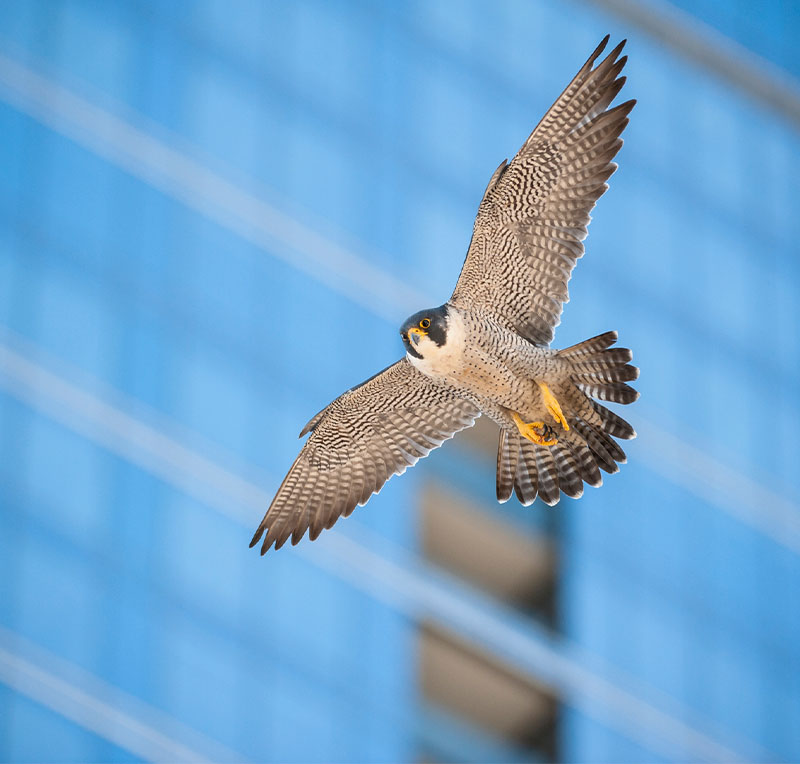 Fuglesikkert-Glass---Pilkington-AviSafe2