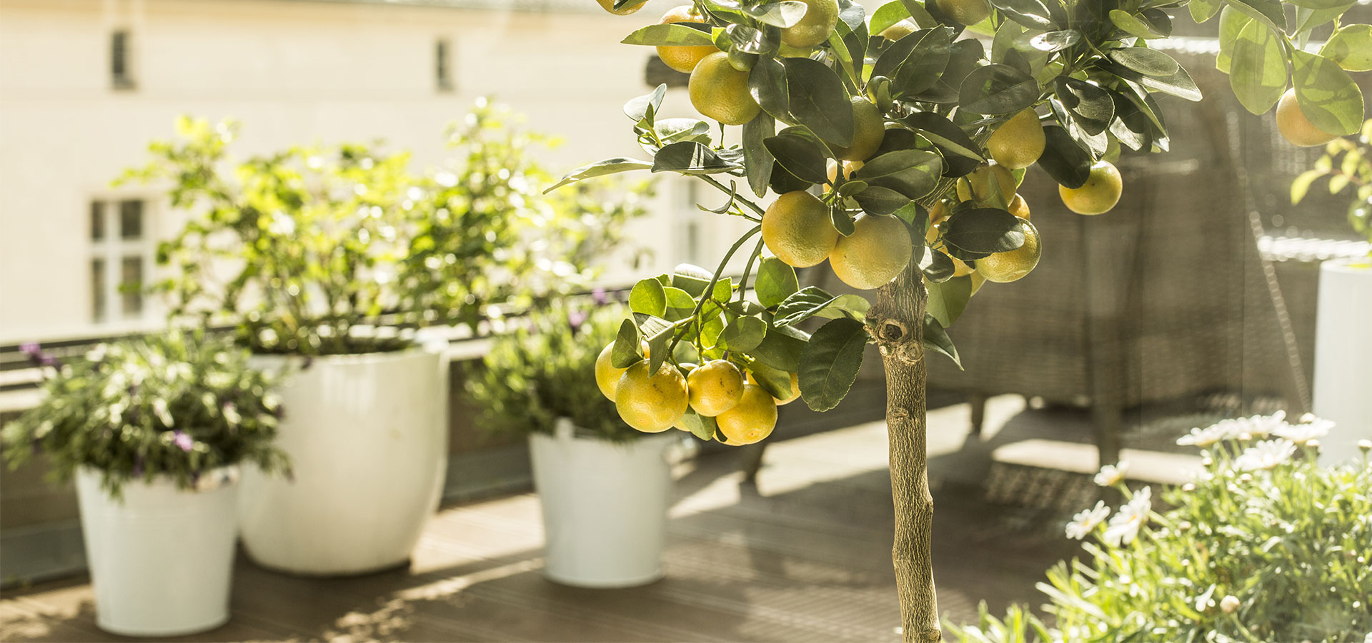 Slik kan du ta vare på tropiske planter gjennom vinteren