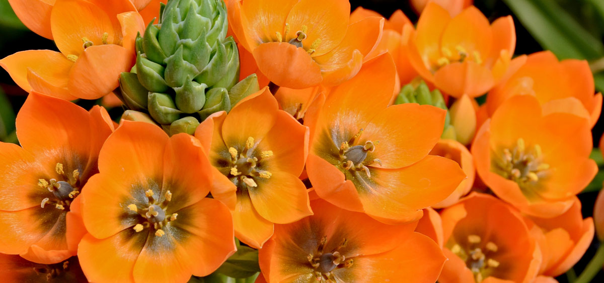 5 annerledes påskeblomster til ditt vindu